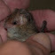 Lesser Long Eared Bat