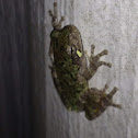 Grey Tree Frog
