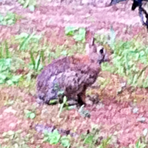 Spotting Image 1