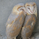 Barn Owl