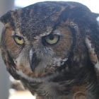 Great Horned Owl