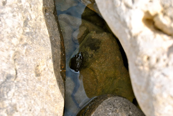 Spotting Image 1