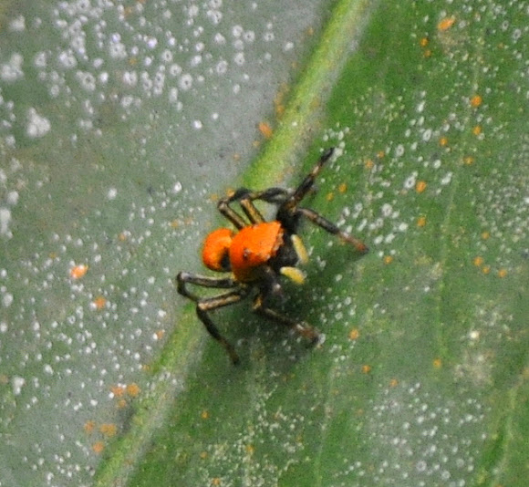 Spotting Image 1