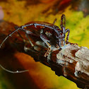 Long-Horn Beetle