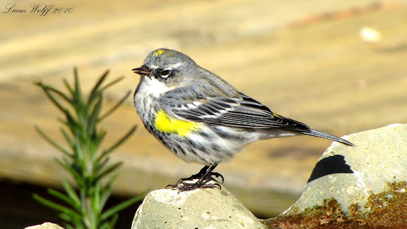 Spotting Image 1
