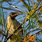 Nosy Friarbird
