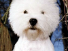 Vendo Cachorro West Highland White Terrier