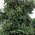Apple tree