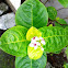 Yellow-Vein Eranthemum and Golden Pseuderanthemum