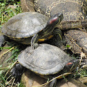 Red-Eared Slider
