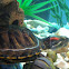 Red eared slider turtle