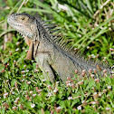 Iguana