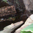 American alligator (albino)
