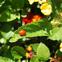 Multicolored Asian Ladybeetle