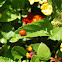 Multicolored Asian Ladybeetle