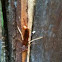 Sawfly