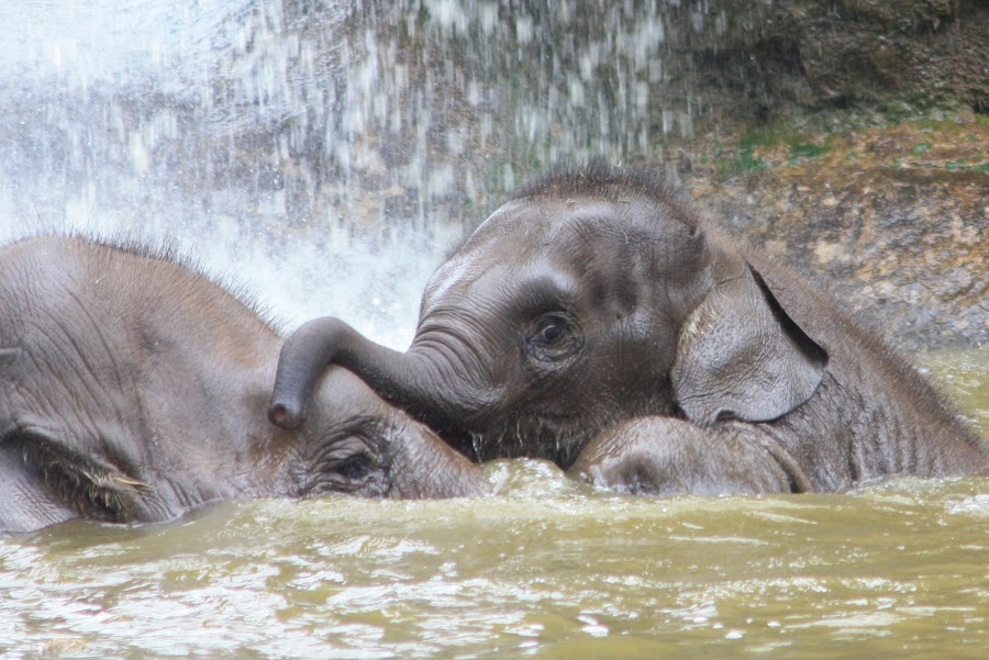 by Ralph Harvey - Animals Other Mammals