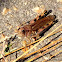 Differential Grasshopper