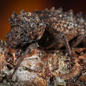Horned Fungus Beetle