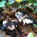 Fungus