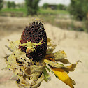 Yellow Crab Spider Mating & with Babies