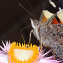 Yellow Admiral - Kahu Kowhai