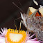 Yellow Admiral - Kahu Kowhai