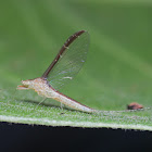 Mayfly