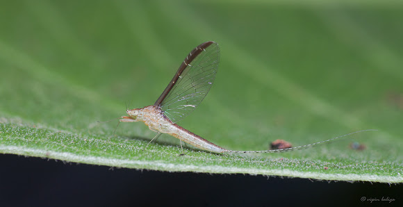 Spotting Image 1
