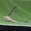 Mayfly