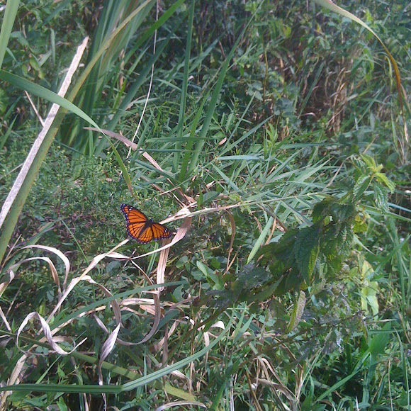Spotting Image 1