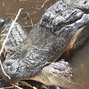 American Alligator