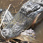 American Alligator