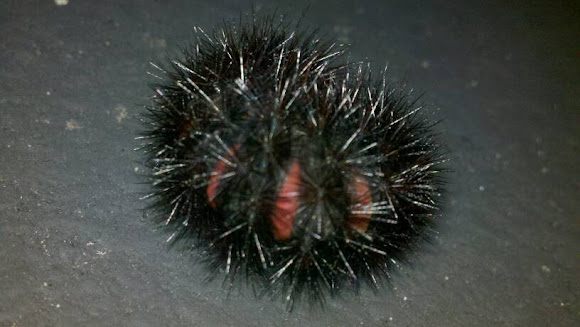 Spotting Image 1