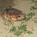 Cane toad