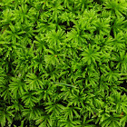 moss