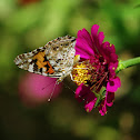Painted Lady
