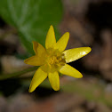Lesser celandine