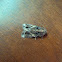 Moth