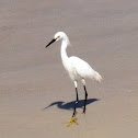 Snowy Egret