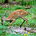 Baby White-tail