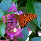 Gulf fritillary