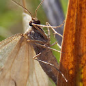 Bruce Spanworm, (male).