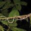Blunthead Tree Snake