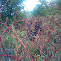 American Pokeweed