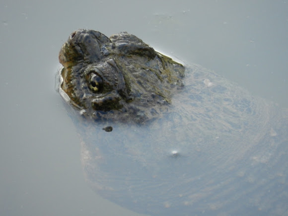 Spotting Image 1