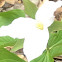 Trillium