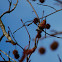 House Finch (Male)