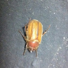 European chafer