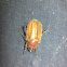 European chafer